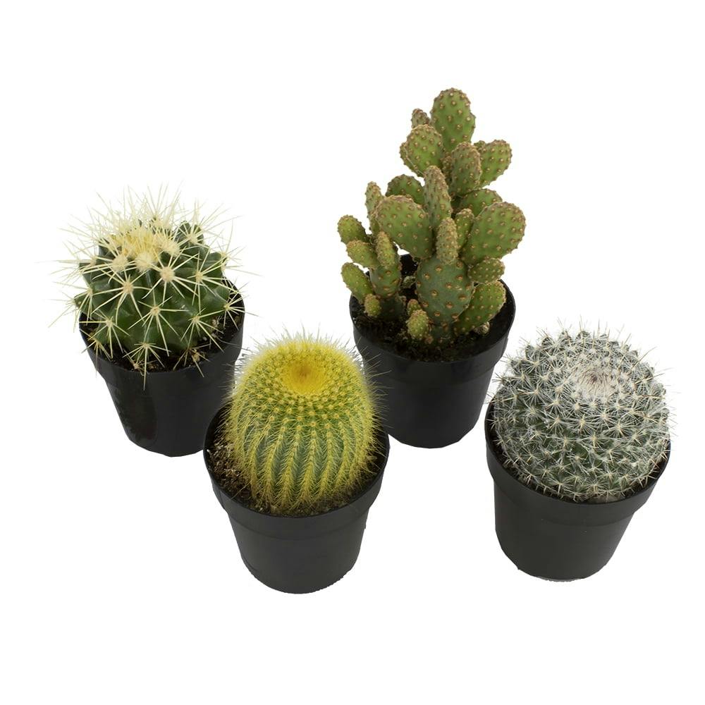 Vibrant Cacti Quartet: 4-Inch Multicolor Indoor Succulent Collection