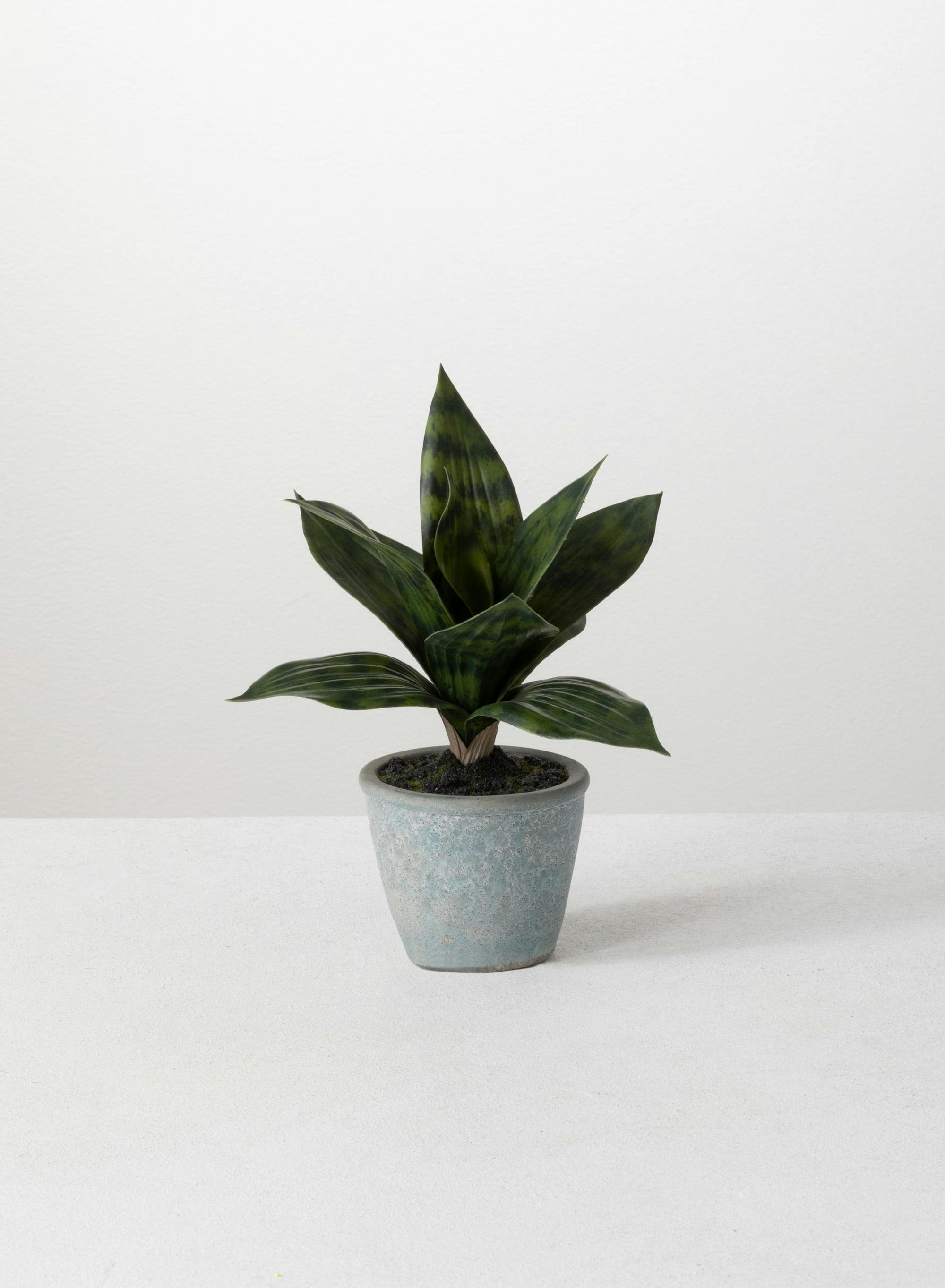 Lush Tabletop Silk Sansevieria in Plastic Pot 10"H Green
