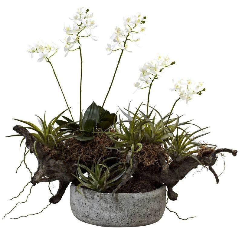 Elegant White Orchid and Green Succulent 22" Tabletop Centerpiece