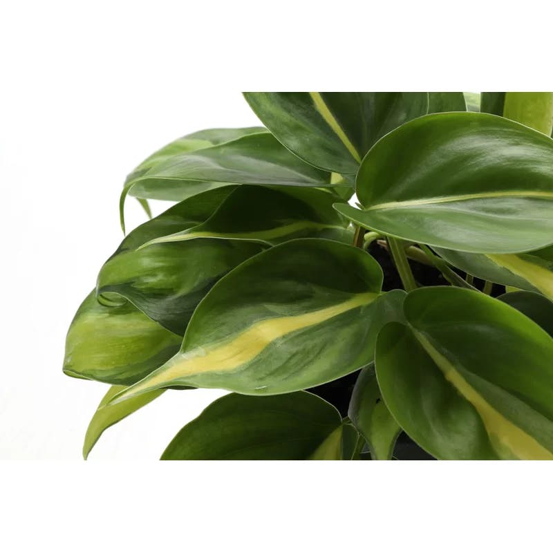 Brazil Philodendron 4'' Indoor Hanging Plant in Black Pot