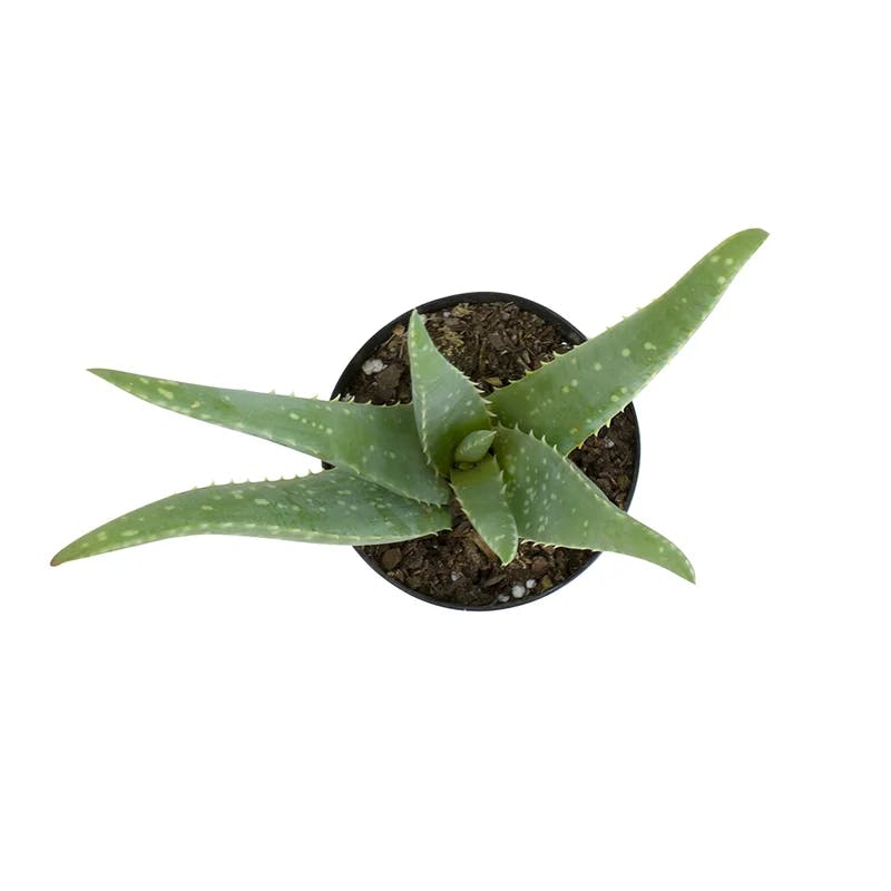 Aloe Vera 8" Green Succulent in Plastic Pot for Indoor/Outdoor