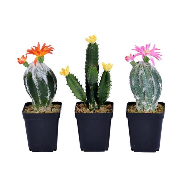 8" Assorted Green Potted Cactus Arrangement - Set of 3