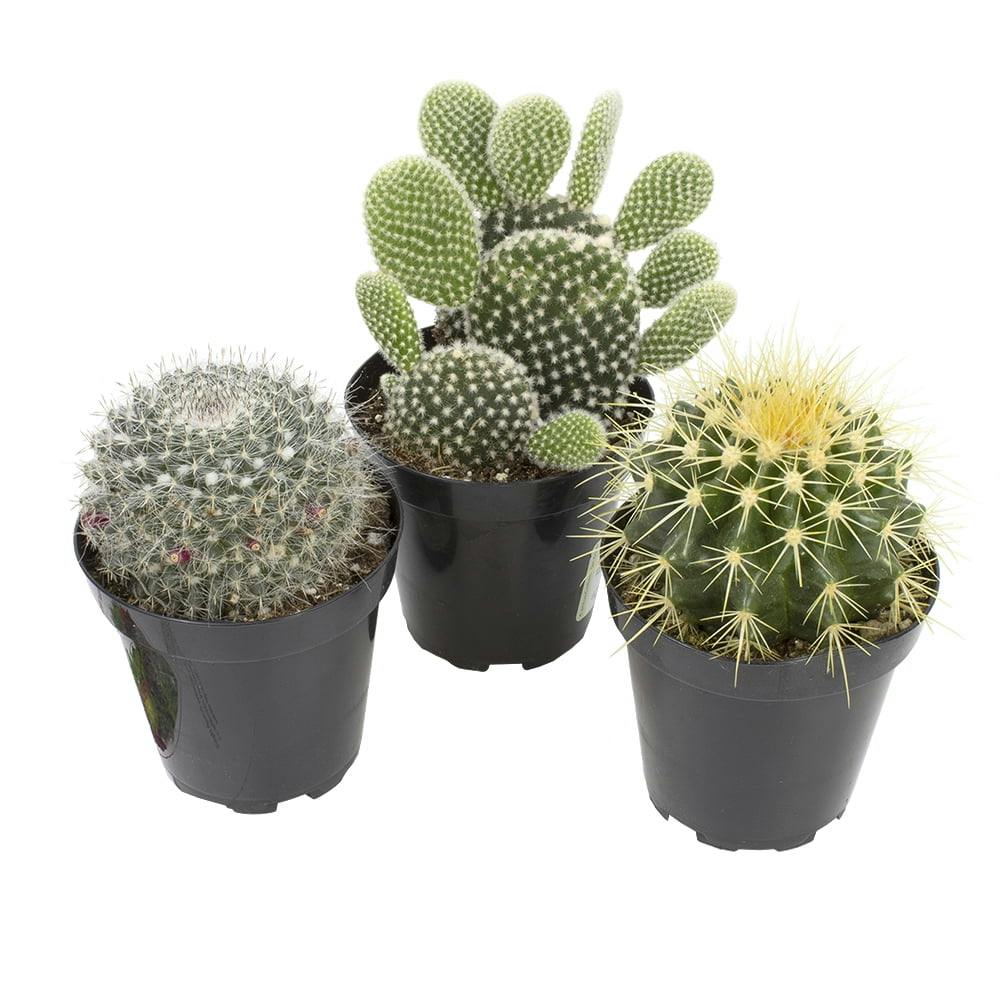Vibrant Trio 7" Multicolor Cactus Succulent Collection in Plastic Pots
