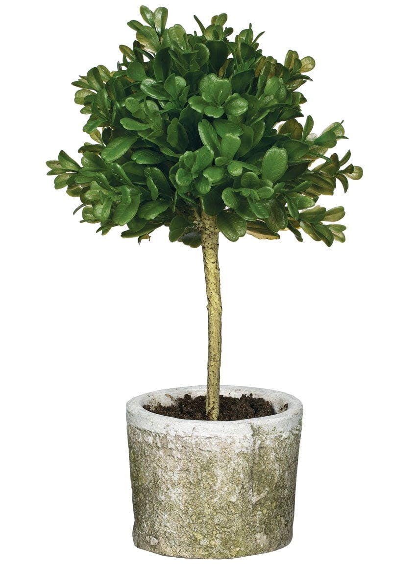 Chic White Ceramic Potted Boxwood Topiary for Indoor Elegance