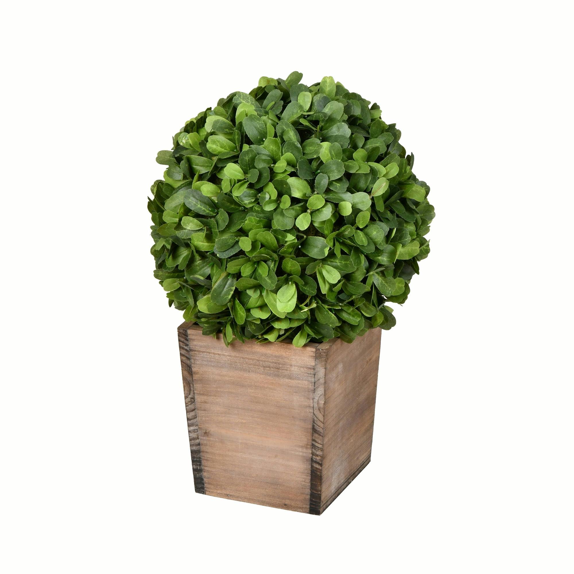 Elegant 16" Green Boxwood Topiary in Decorative Wooden Pot