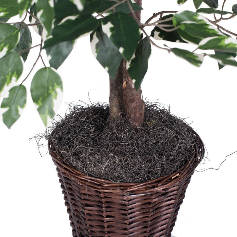 Elegant 4' Variegated Ficus in Rattan Basket with Silk Leaves
