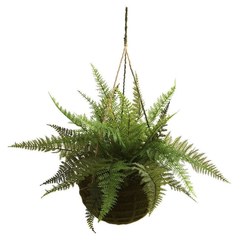 Evergreen Fern Duo in Mossy Plastic Hanging Baskets for Indoor/Outdoor