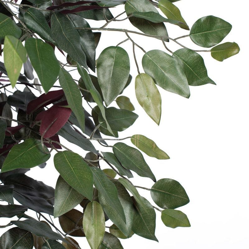 Elegant 6' Capensia Silk Foliage Tree in Black Plastic Pot
