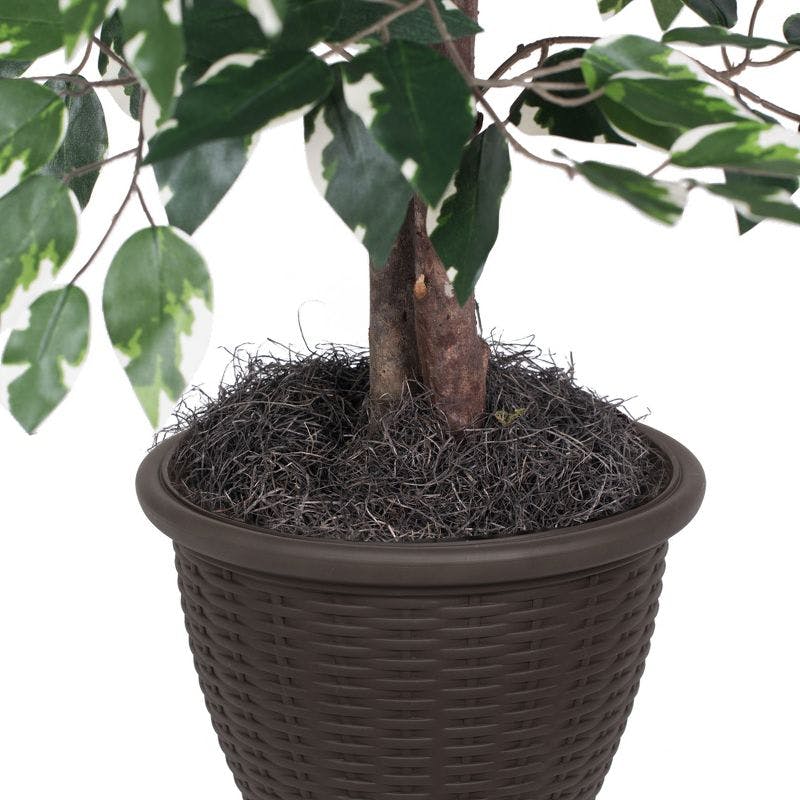 Elegant 4' Variegated Ficus in Rattan Basket with Silk Leaves