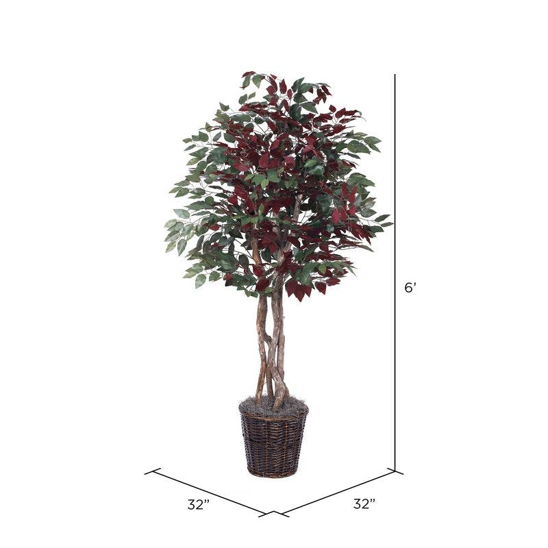 6' Luxe Silk Capensia Tree in Dark Brown Rattan Basket