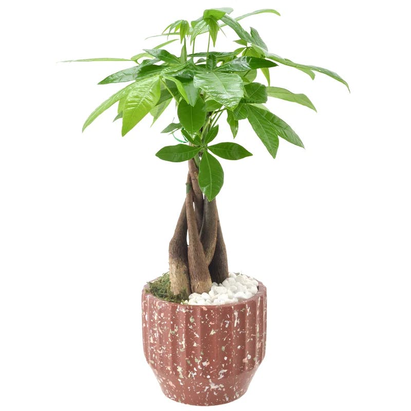 Radiant Red Ceramic 1.2" Money Tree with Year-Round Blooms