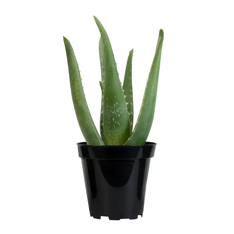 Aloe Vera 8" Green Succulent in Plastic Pot for Indoor/Outdoor