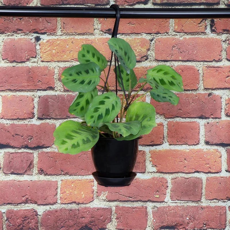 Mint Green Prayer Plant with Reddish Brown Tracks in Black Hanging Pot