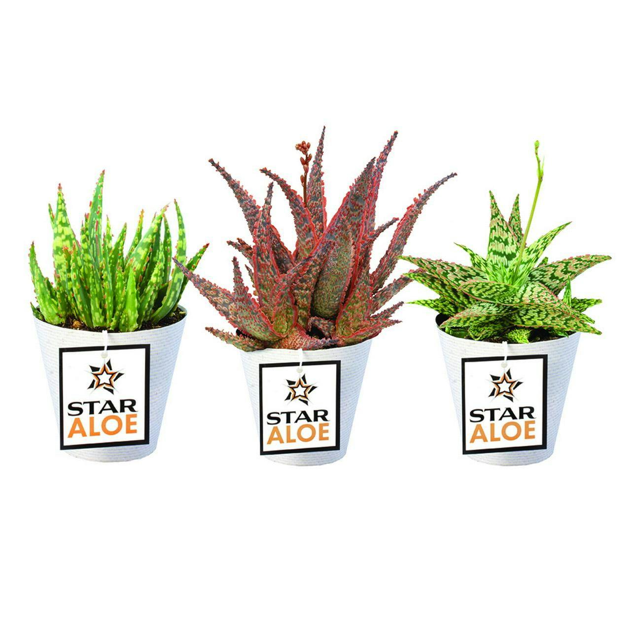 Vibrant Star Aloe Trio - 8" Multicolor Succulent Variety Pack