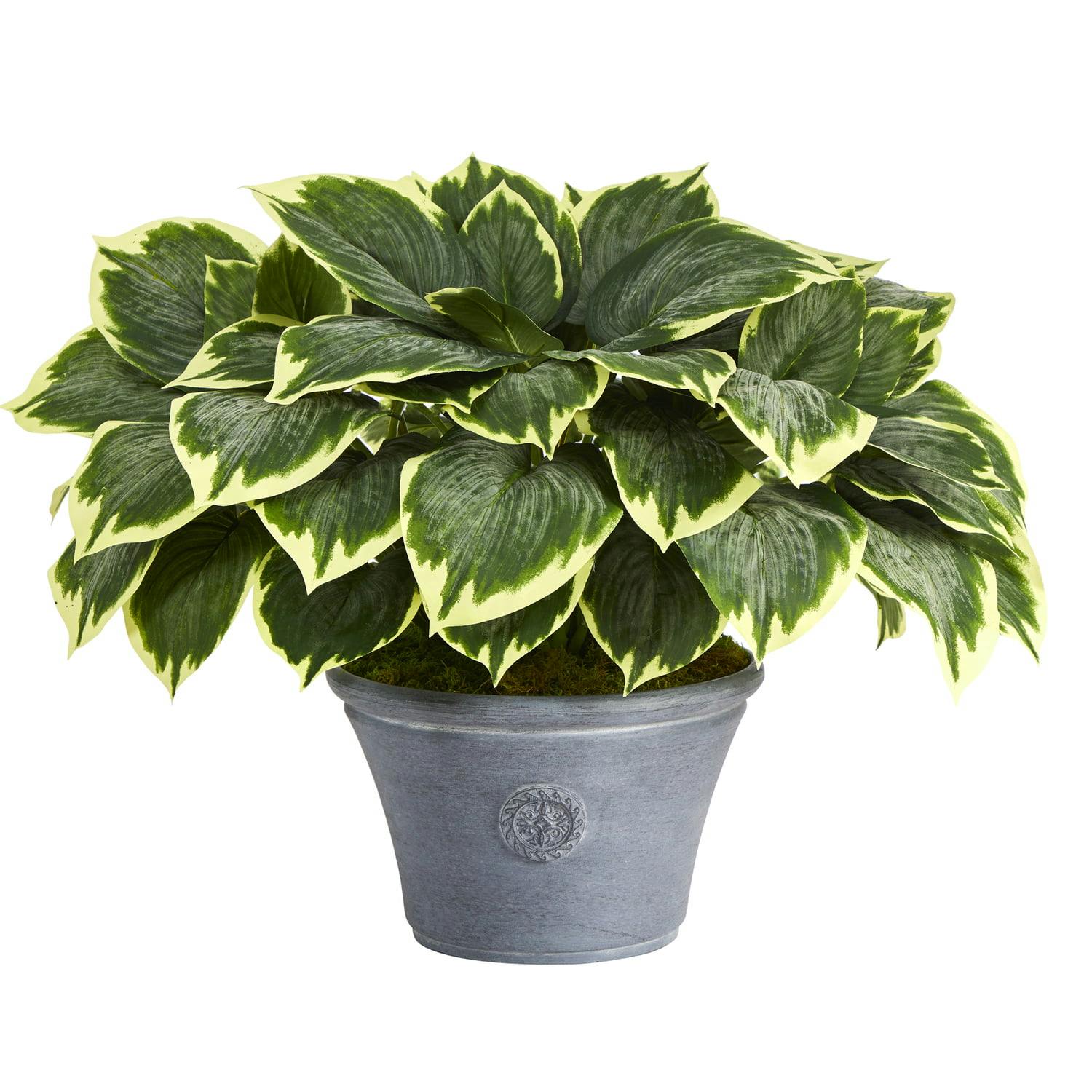 Variegated Hosta 23" Artificial Plant in Gray Planter