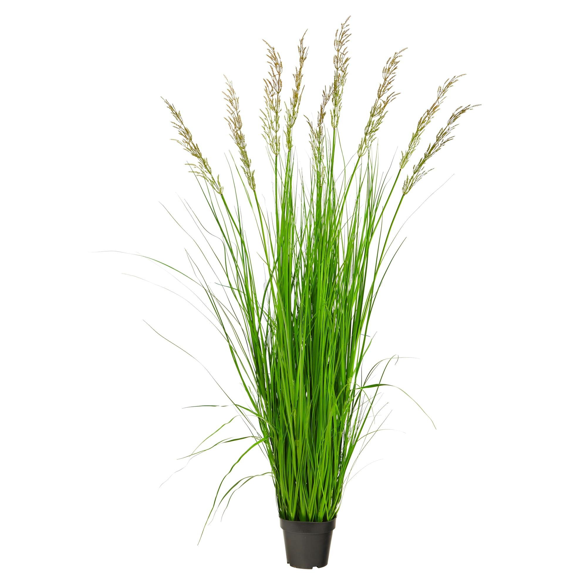 Elegant Fountain Plume Grass in Decorative Pot - 5.5ft