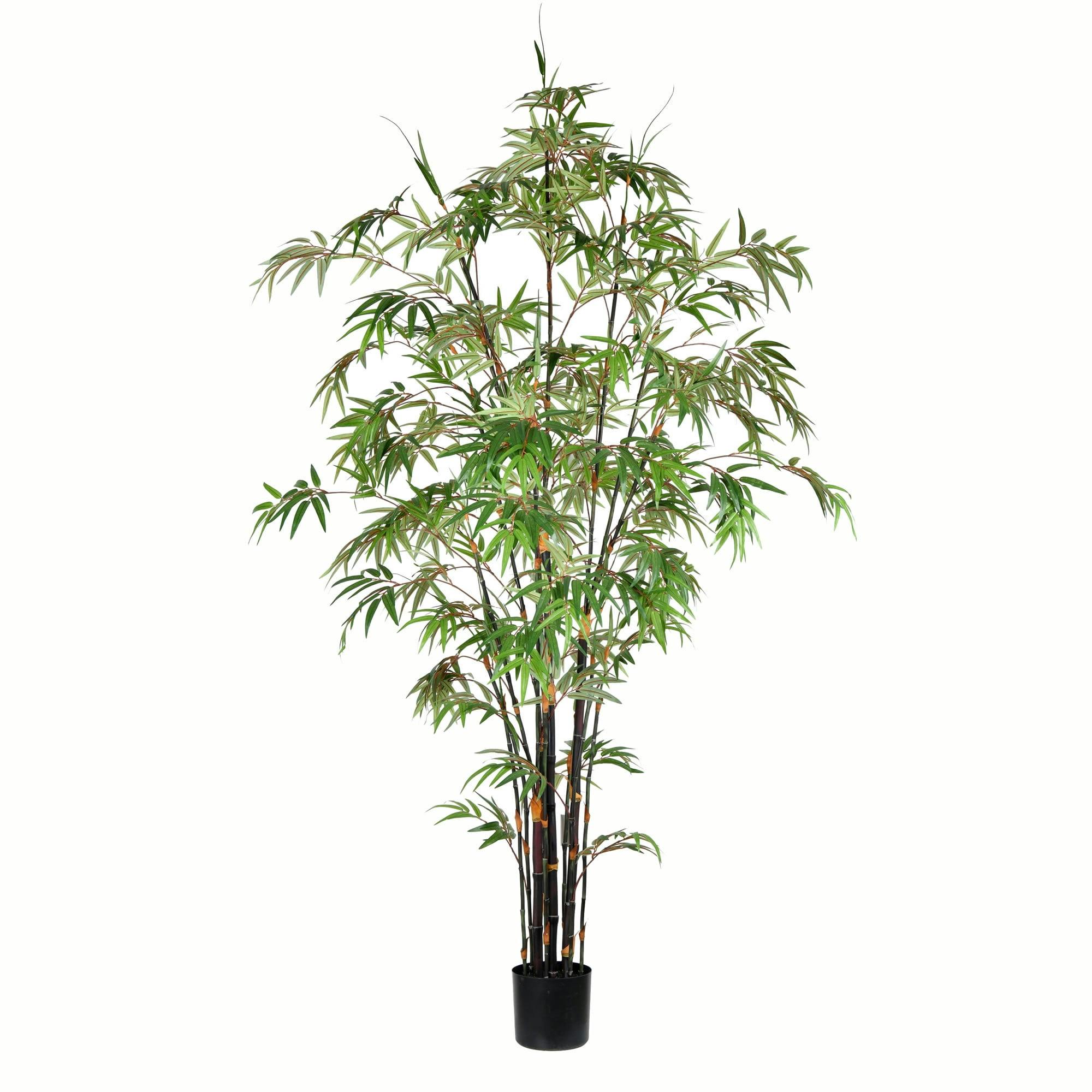 Majestic 7' Potted Black Japanese Bamboo Floor Plant