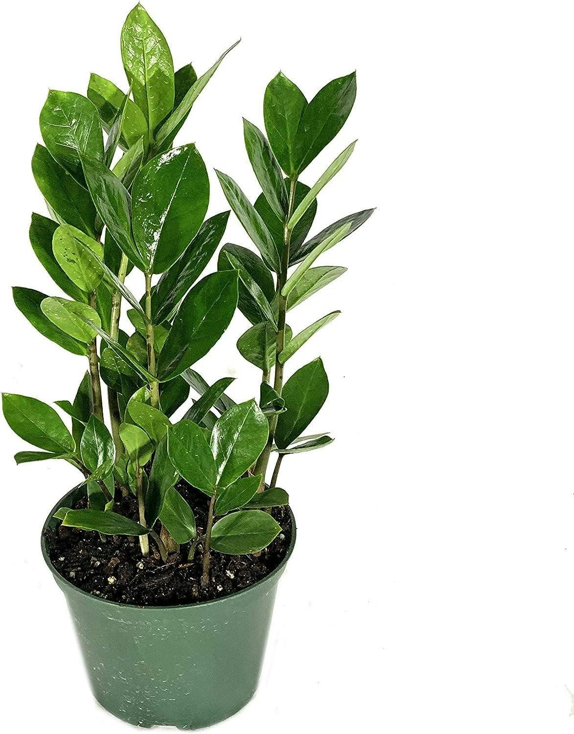 Zamioculcas Zamiifolia 6" Pot - Easy-Care Indoor Air Purifier