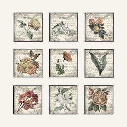 French Botanical Illustrations by In House Art - 9 Piece Graphic Art Set on Canvas