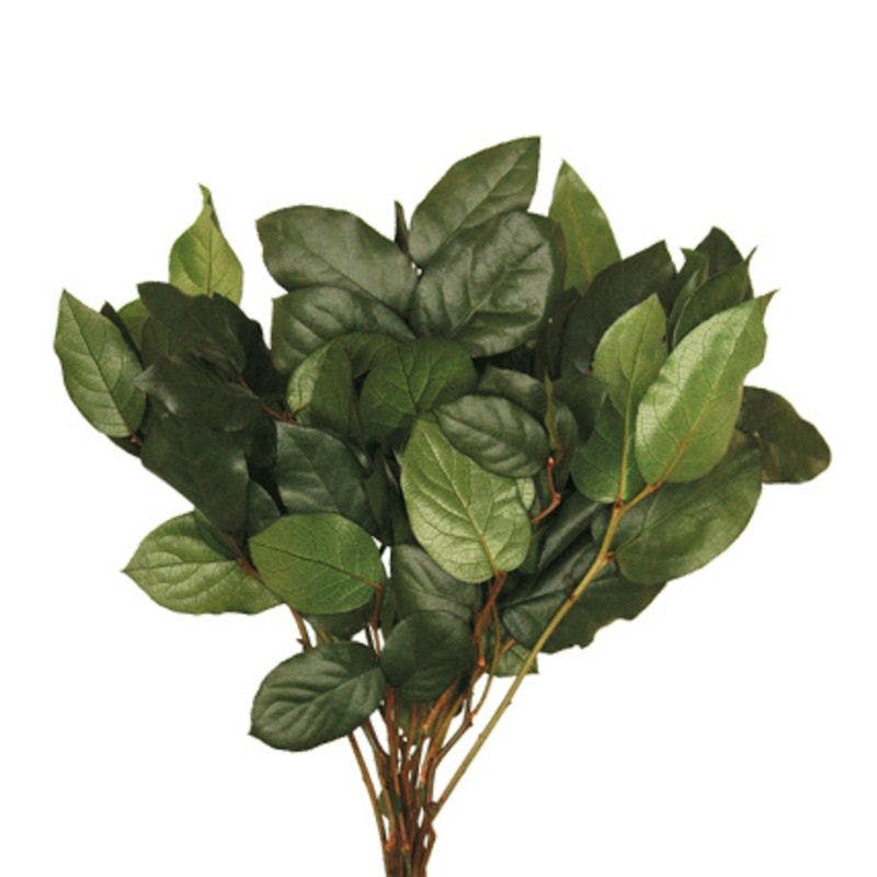 Preserved Premium Basil Salal Foliage Bundle 24"x11"x14"