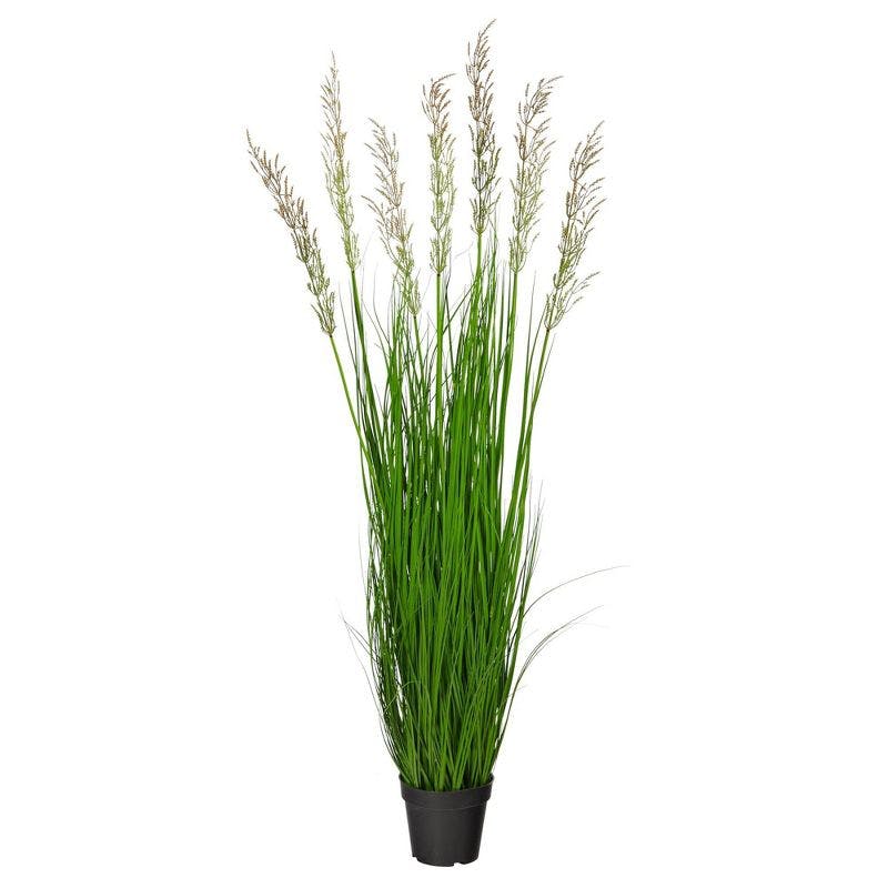 Elegant Outdoor 50'' Plume Grass in Nursery Planter