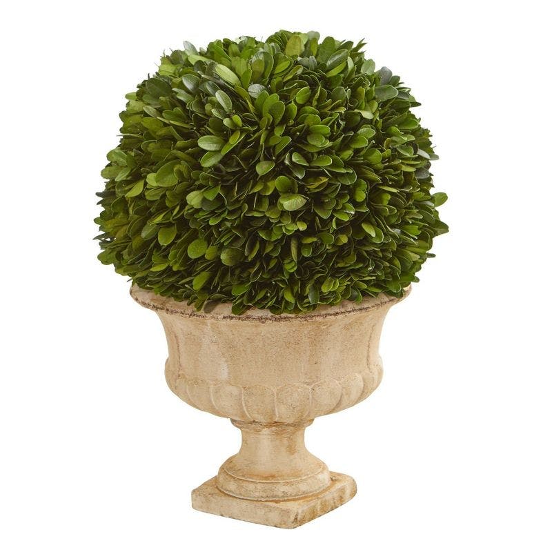 Bright Vivid Boxwood Topiary in Decorative Urn, 14" Outdoor